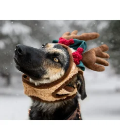 Bois de rennes pour chien Rudolf