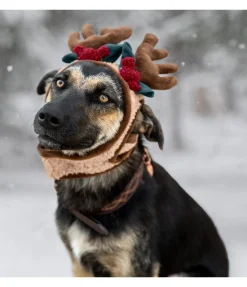 Bois de rennes pour chien Rudolf