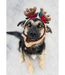 Bois de rennes pour chien Rudolf