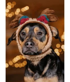 Bois de rennes pour chien Rudolf