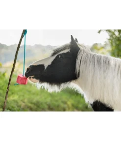 Bonbon à lécher Pastèque