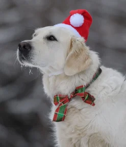Bonnet de Noël pour chien Santa