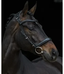 Bridon Anatomical Vision Space