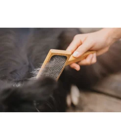 Carde pour chien Woody