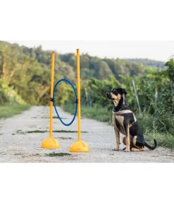 Cerceaux d'agility