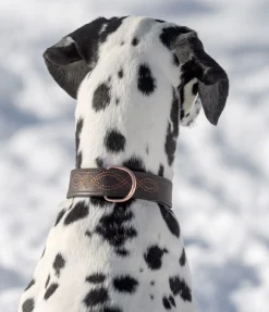 Collier en cuir pour chien Livorno
