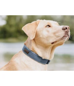 Collier pour chien Becks