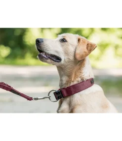 Collier pour chien Becks