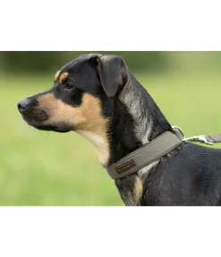 Collier pour chien Becks