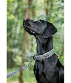 Collier pour chien Becks