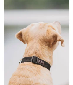 Collier pour chien Champ