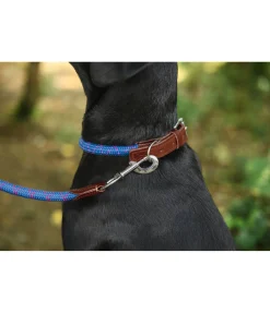 Collier pour chien Coloured Rope