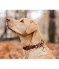 Collier pour chien Rope