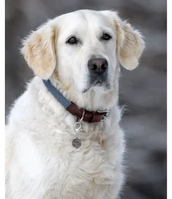 Collier pour chien Rope