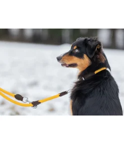 Collier pour chien Rope