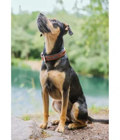 Collier pour chien en cuir Good Dog