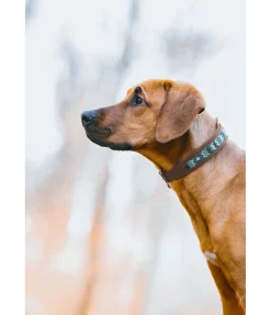 Collier pour chien en cuir Nashville