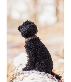 Collier pour chien en cuir Nashville