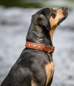 Collier pour chien en cuir Chinook