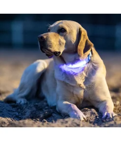 Collier pour chien LED Sugar Dog Loom