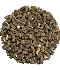 Complément premium Système nerveux