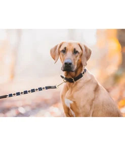 Ensemble collier et laisse en cuir pour chien Polo Sports