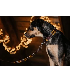 Ensemble collier et laisse en cuir pour chien Polo Sports