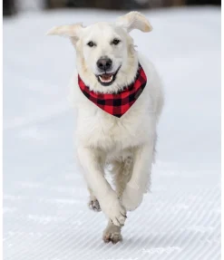 Foulard pour chien Henry