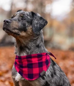 Foulard pour chien Henry