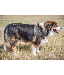 Harnais norvégien Miley