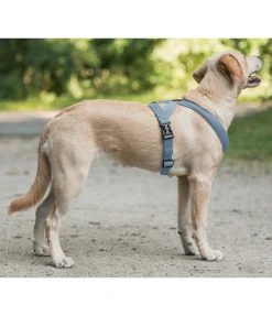 Harnais pour chien Piper