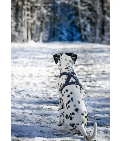 Harnais pour chien Piper