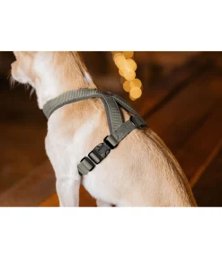 Harnais pour chien Piper