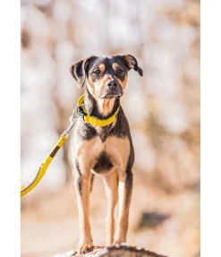 Laisse pour chien Jade