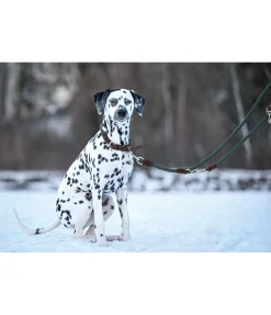 Laisse pour chien Rope