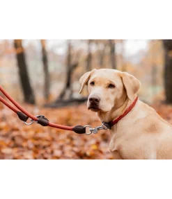 Laisse pour chien Rope
