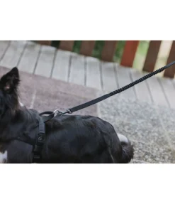 Laisse pour chien avec amortisseur Marathon