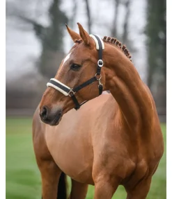 Licol Interchangeable