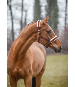 Licol Interchangeable