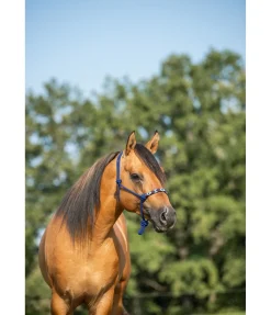 Licol à noeuds Beaded