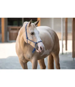 Licol à noeuds Beaded