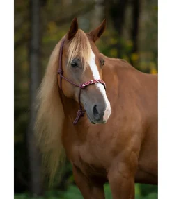 Licol à noeuds Beaded