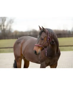 Licol à noeuds Beaded