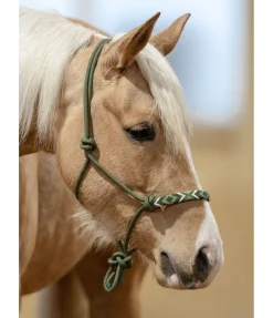 Licol à noeuds Beaded