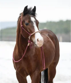 Licol à noeuds Lino