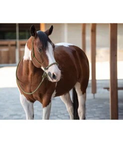 Licol à noeuds Lino