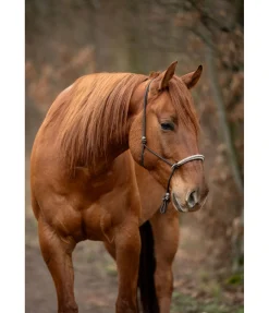 Licol à noeuds Lino