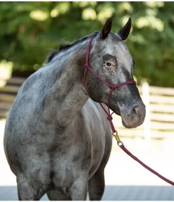 Licol à noeuds Quality