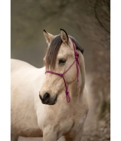 Licol à noeuds Quality