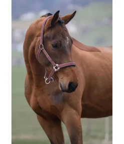 Licol Swiss Design II